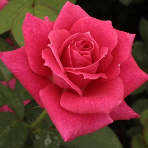 Gärtnerei - Rosa Sasad - rosa - teehybriden-edelrosen - mittel-stark duftend - Márk Gergely - Früh blühende pflanze mit vielen leuchtend farbigen Blüten, langanhaltend blühend.